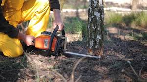 Best Tree Preservation Services  in Harmony, RI