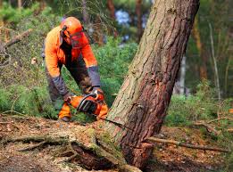 Best Stump Grinding and Removal  in Harmony, RI