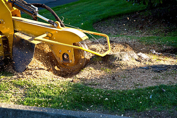 How Our Tree Care Process Works  in  Harmony, RI