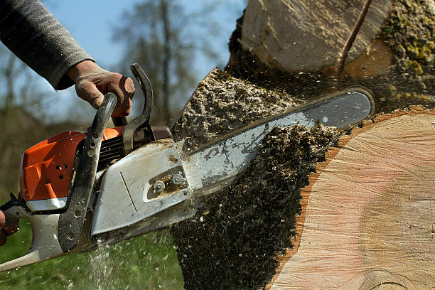 Best Tree Trimming and Pruning  in Harmony, RI